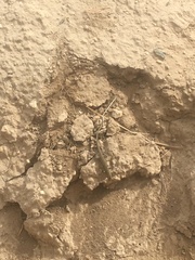 Aspidoscelis neotesselatus