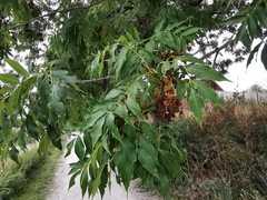 Fraxinus excelsior