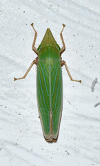 Draeculacephala robinsoni