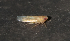 Graminella plana