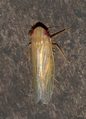 Graminella plana