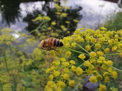 Apis mellifera