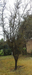 Prosopis torquata