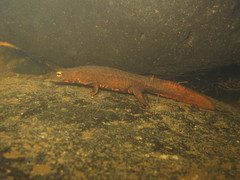 Paramesotriton hongkongensis