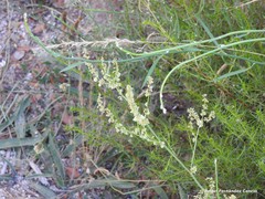 Rumex papillaris