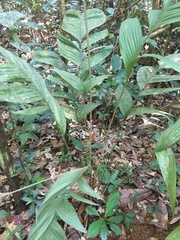 Geonoma macrostachys