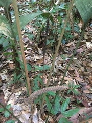 Geonoma macrostachys