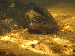 Paramesotriton hongkongensis