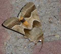 Schinia jaguarina