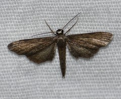Protoproutia laredoata