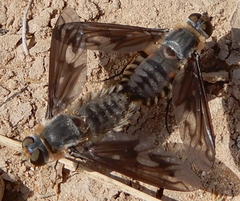 Poecilanthrax californicus