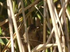 Acrocephalus scirpaceus