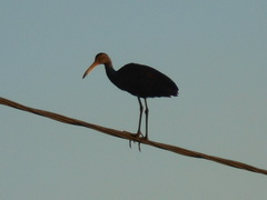 Aramus guarauna