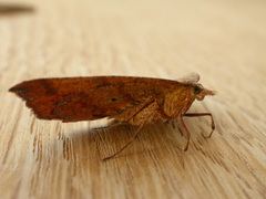 Rhinodia rostraria