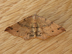 Rhinodia rostraria