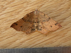 Rhinodia rostraria