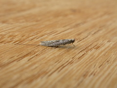 Ceromitia iolampra