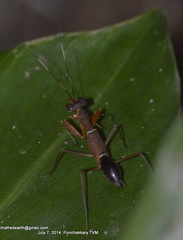Odontomantis