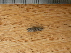 Ceromitia iolampra