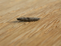 Ceromitia iolampra