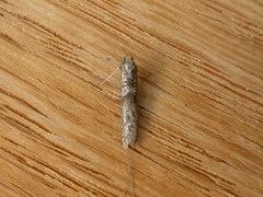 Ceromitia iolampra