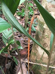 Geonoma macrostachys