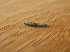 Ceromitia iolampra