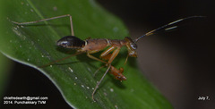 Odontomantis