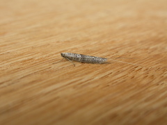 Ceromitia iolampra