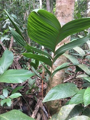 Geonoma macrostachys