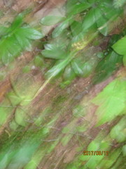 Chimaphila umbellata cisatlantica