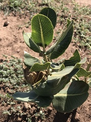 Asclepias latifolia
