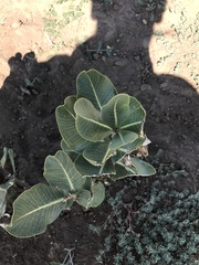 Asclepias latifolia