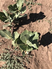 Asclepias latifolia