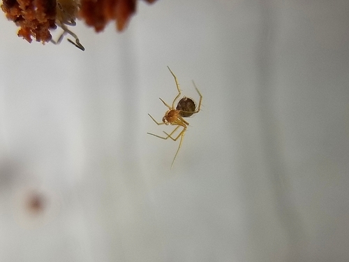 Usofila pacifica photo 3