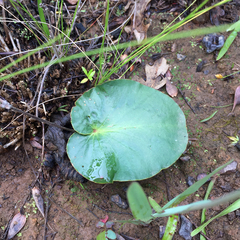 Pelargonium asarifolium