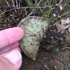 Pelargonium asarifolium