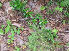 Chimaphila umbellata cisatlantica