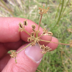Cymopterus petraeus