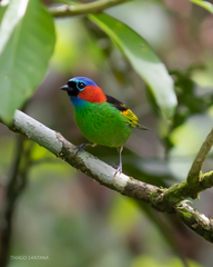 Red-Necked Tanager photo 5