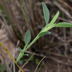 Psoralea alata