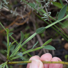 Psoralea alata