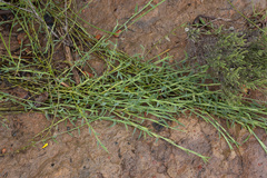 Psoralea alata