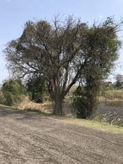 Albizia inundata
