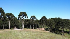 Araucaria angustifolia