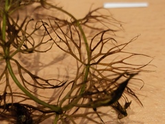 Ceratophyllum submersum