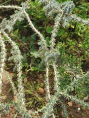 Aspalathus acanthophylla