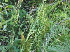 Peucedanum officinale