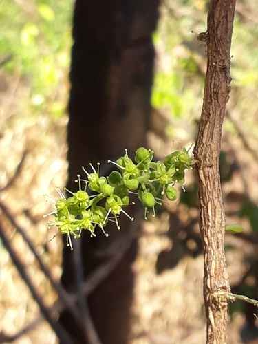 Agonandra brasiliensis