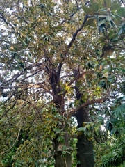 Magnolia grandiflora